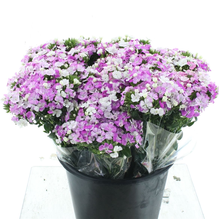 Di Barb Amazon Lavander