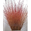 CORNUS SA WINTER BEAUTY PER STEM 120CM