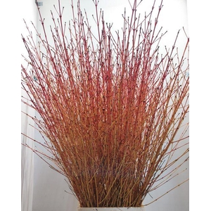 CORNUS SA WINTER BEAUTY PER STEM 120CM