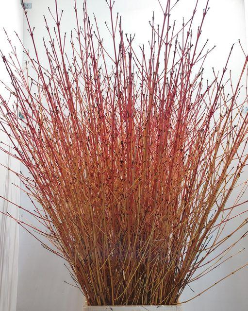 <h4>CORNUS SA WINTER BEAUTY PER STEM 120CM</h4>