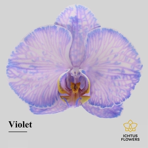 Phalaenopsis