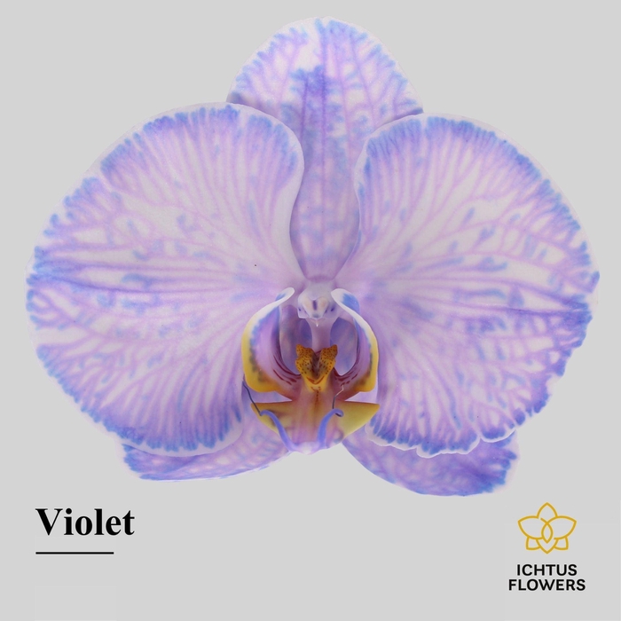 <h4>Phalaenopsis</h4>