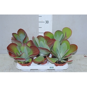 Kalanchoe Thyrsiflora
