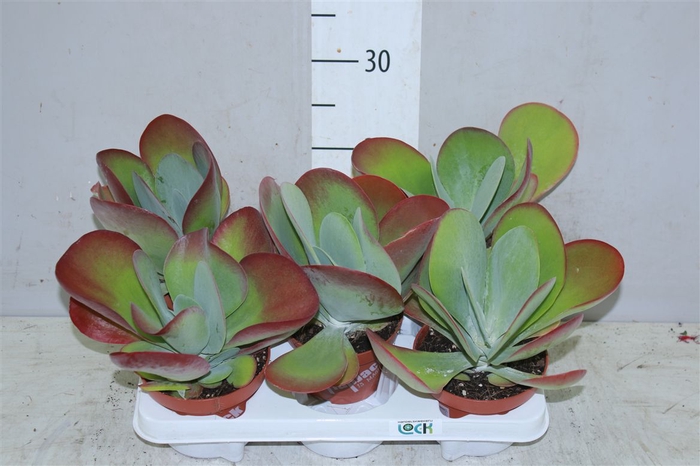 <h4>Kalanchoe Thyrsiflora</h4>