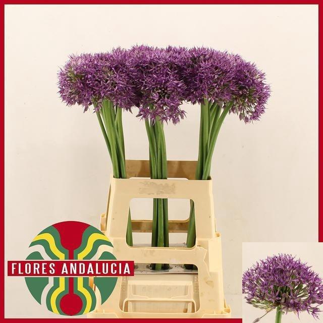 <h4>Allium Jackpot</h4>