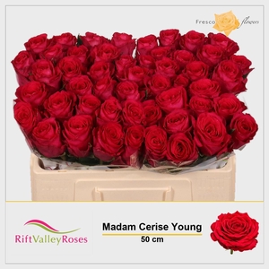 R GR MADAM CERISE