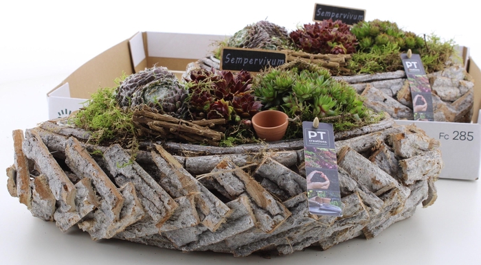 <h4>ARR SEMPERVIVUM</h4>