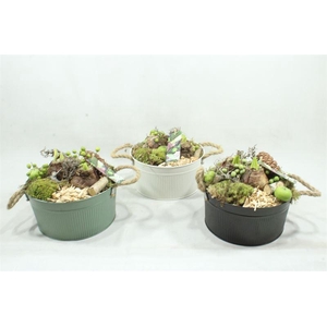 arr4 amaryllis mbd - zink xl 3kleuren mix