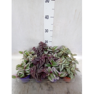 Tradescantia   ...mix