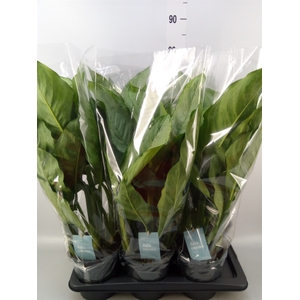 Aglaonema  'B.J. Freedman'