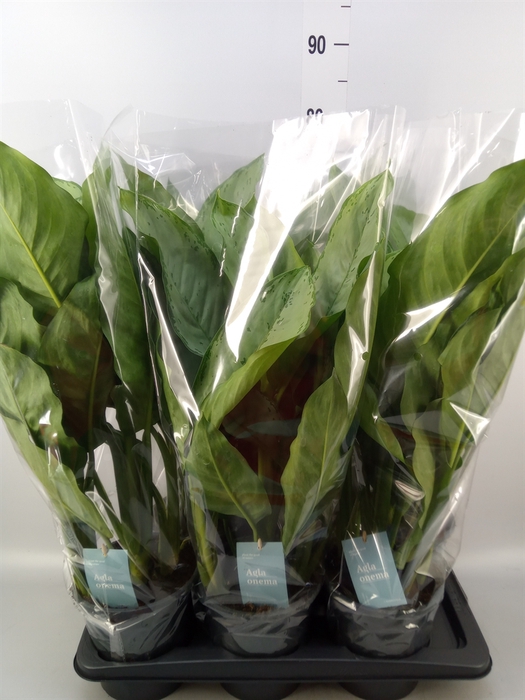 <h4>Aglaonema  'B.J. Freedman'</h4>