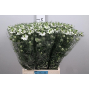 Nige D Mystery White