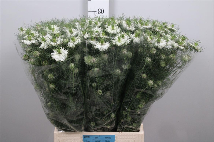 <h4>Nige D Mystery White</h4>