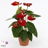 Anthurium Andreanum Edison 17Ø 65cm 6fl