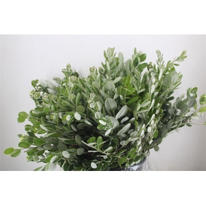 Pittosp Ralphi Leaves 400gr P Bunch