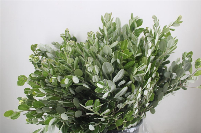 <h4>Pittosp Ralphi Leaves 400gr P Bunch</h4>