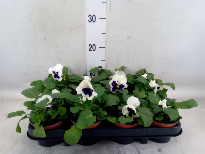 <h4>Viola wr. 'Colossus White wBlotch'</h4>