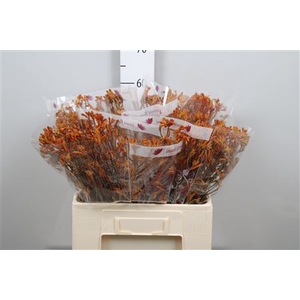 Anigoz D Orange 60cm