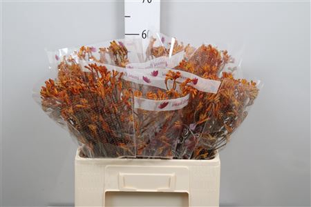 <h4>Anigoz D Orange 60cm</h4>