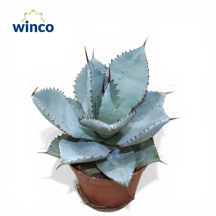 <h4>Agave Dragionis</h4>