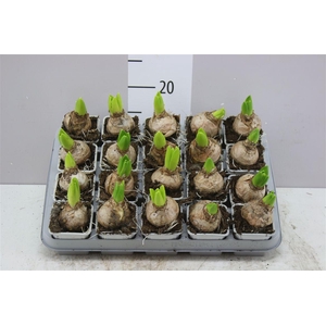 Hyacinthus White Pearl 1pp