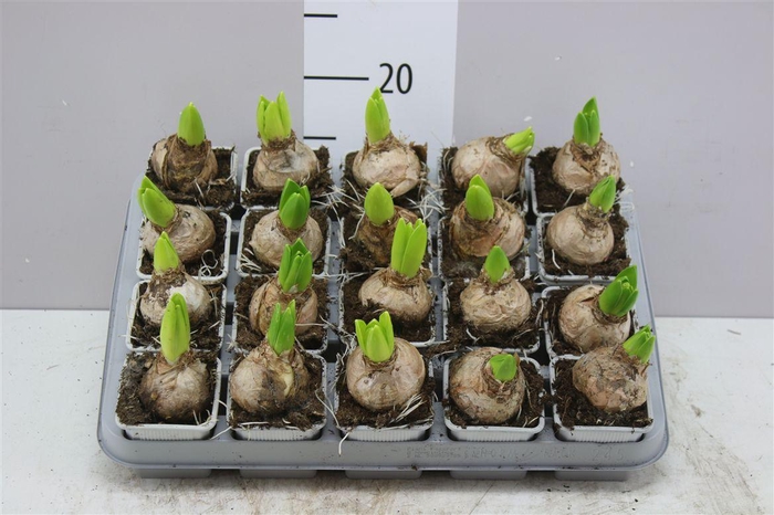 <h4>Hyacinthus White Pearl 1pp</h4>