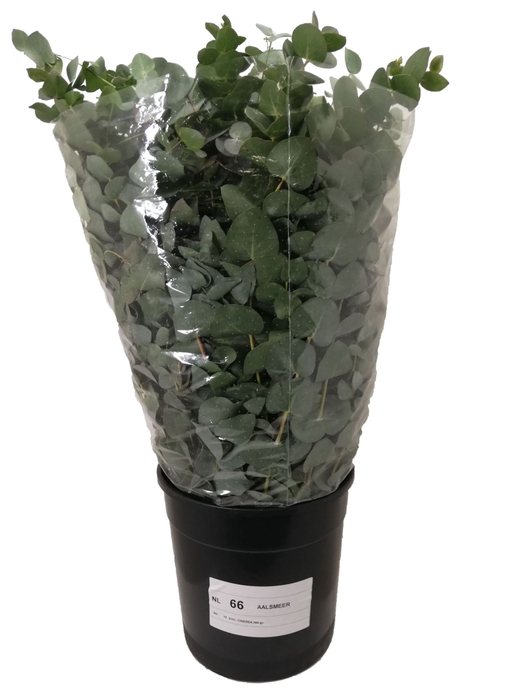 <h4>EUCALYPTUS CINEREA   ../BOS EUC. CI</h4>