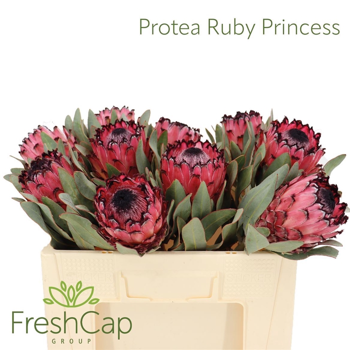 <h4>Protea Ruby Princess</h4>