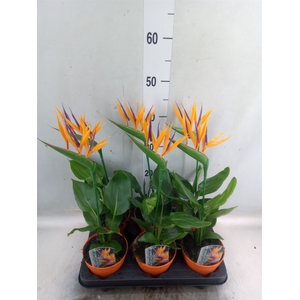 Arr.  Strelitzia L%