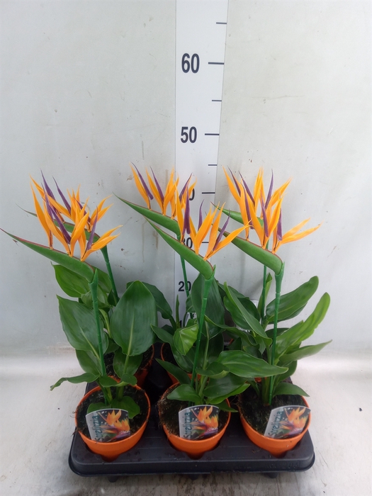 <h4>Arr.  Strelitzia L%</h4>
