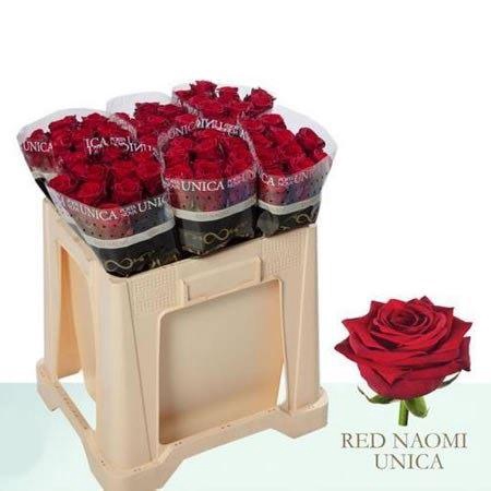 <h4>R Gr Red Naomi! Unica</h4>