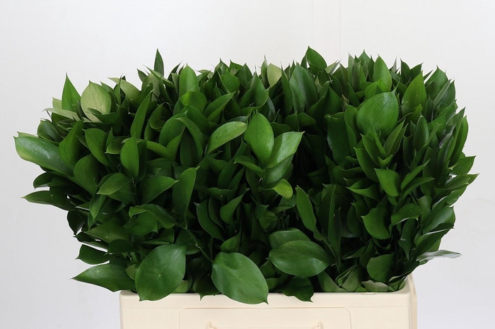 <h4>Ruscus Hypophyllum</h4>