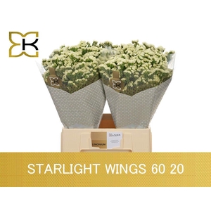 LIM S STARLIGHT WING