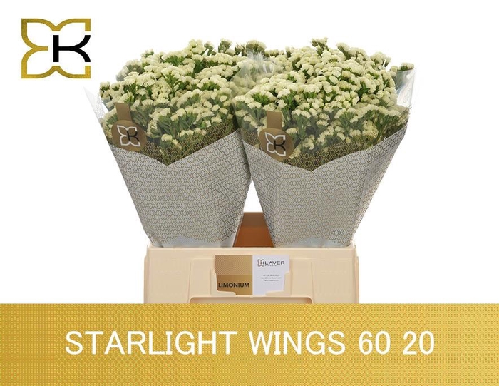 <h4>LIM S STARLIGHT WING</h4>