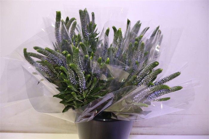 <h4>Veron Smart June</h4>