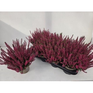 CALLU GA G FRANCA