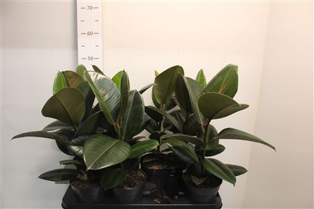 Fic El Robusta