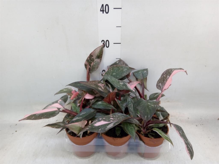 <h4>Philodendron ...</h4>