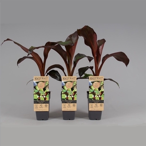 Ensete Maurelli Red Banana