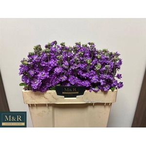 MATTH FIGARO LAVENDE