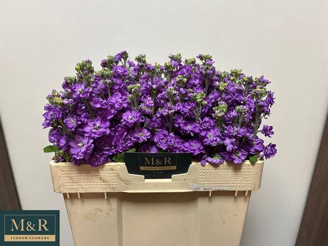 <h4>MATTH FIGARO LAVENDE</h4>