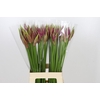 Nerine Mister Nick