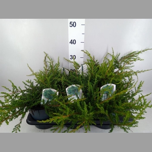 Juniperus communis 'Repanda'