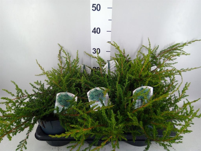 <h4>Juniperus communis 'Repanda'</h4>