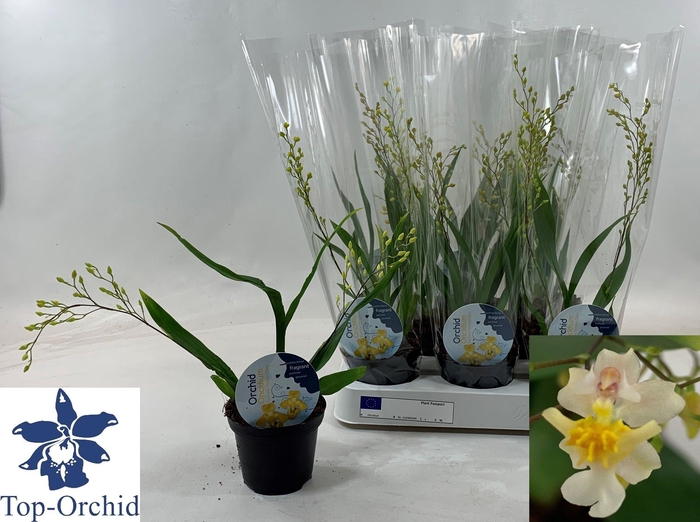 <h4>ONCIDIUM OV</h4>