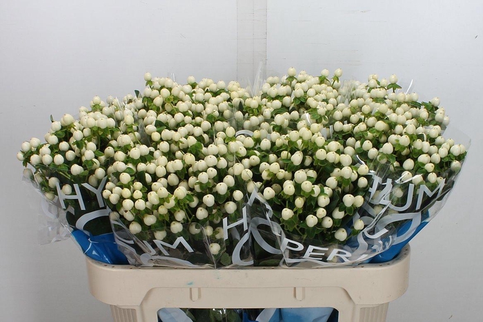 <h4>Hyp Coco Uno 70cm</h4>