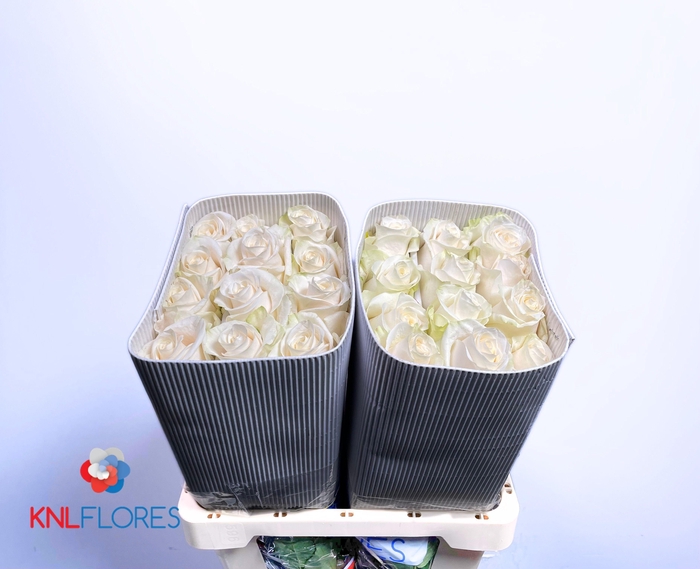 <h4>R GR VENDELA</h4>