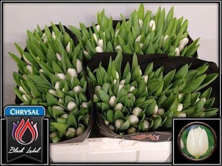 <h4>Tu En Royal Virgin</h4>