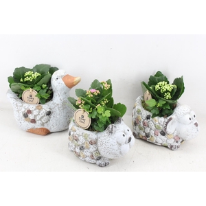 arr2 PL - Keramiek dieren mix x6