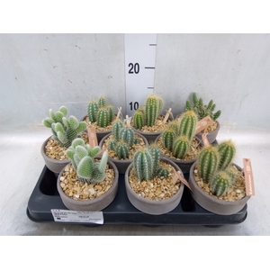 Cactus   ...